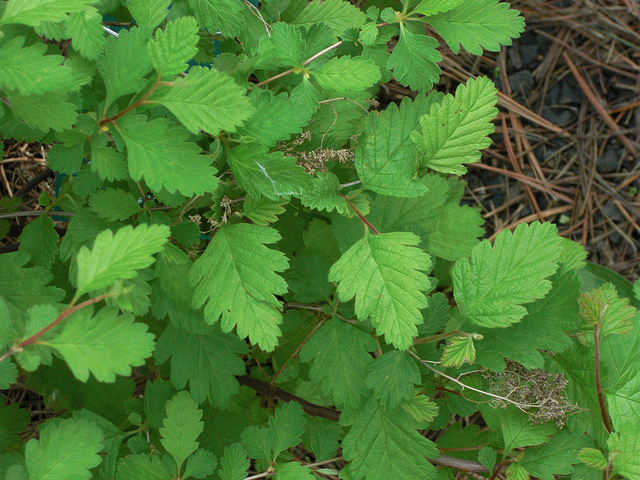 Holodisque discolore (Holodiscus discolor)