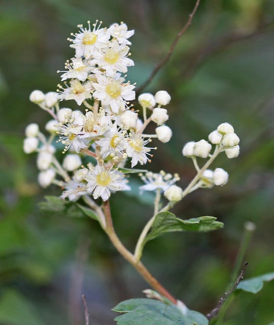 Holodiscus dumosus