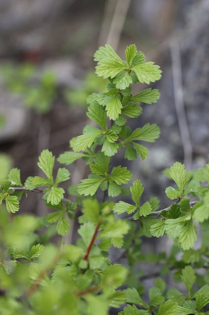 Holodiscus dumosus