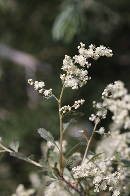 Holodiscus dumosus