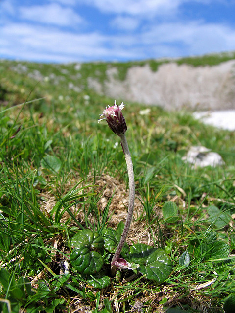 Homogyne des alpes