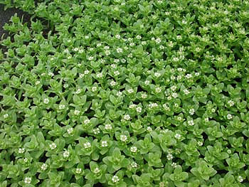 Honkénie faux pourpier (Honckenya peploides)