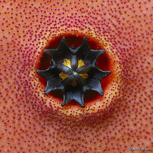 Hoodia gordonii