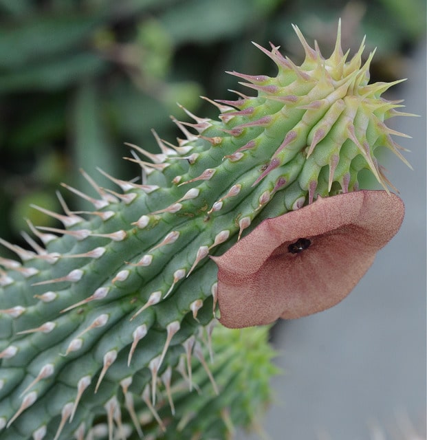 Hoodia gordonii