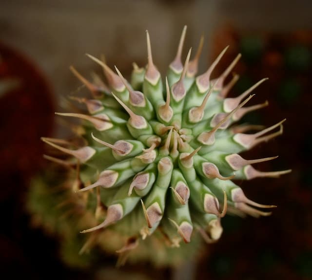 Hoodia gordonii