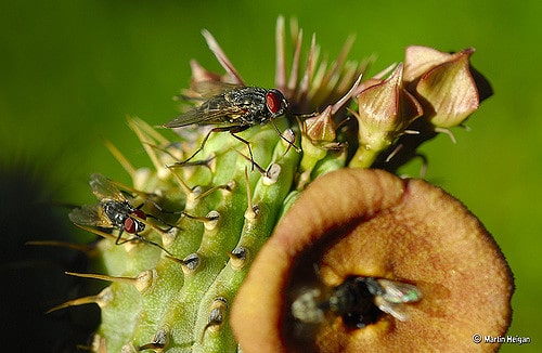 Hoodia gordonii