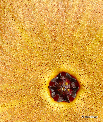 Hoodia gordonii