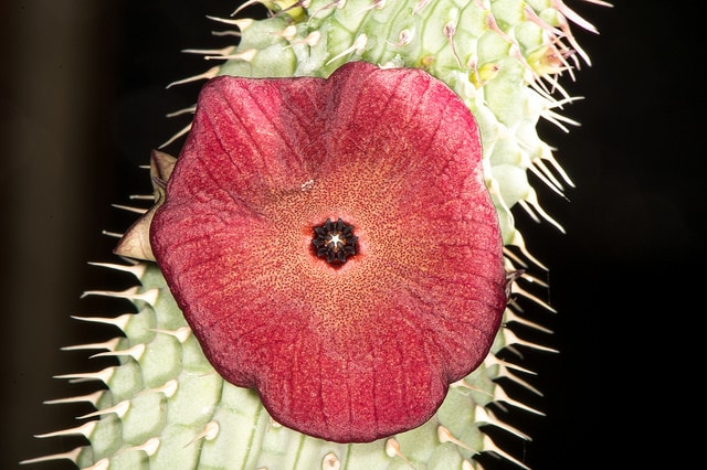 Hoodia juttae