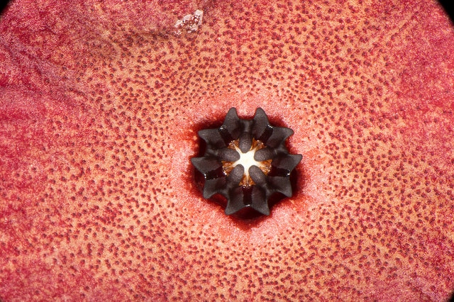 Hoodia juttae