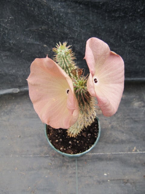 Hoodia juttae