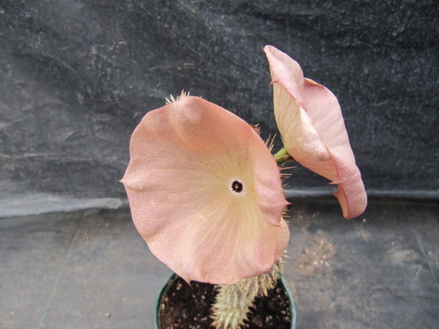 Hoodia juttae (Hoodia juttae)