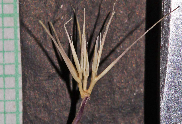 Orge marine (Hordeum marinum)