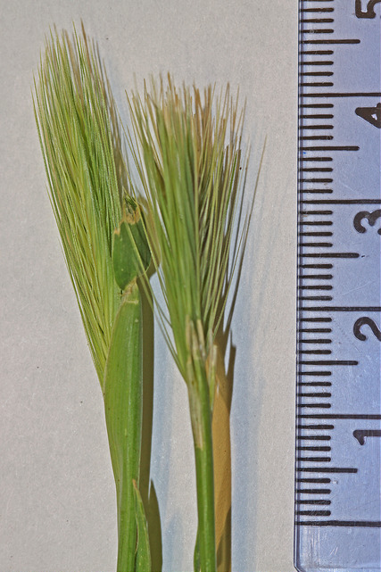 Orge des rats (Hordeum murinum)