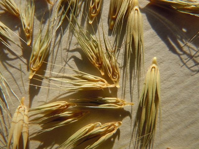 Hordeum pusillum