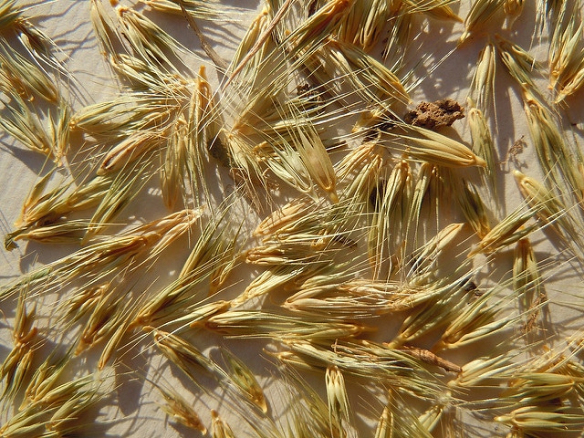 Hordeum pusillum