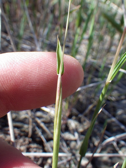 Hordeum pusillum