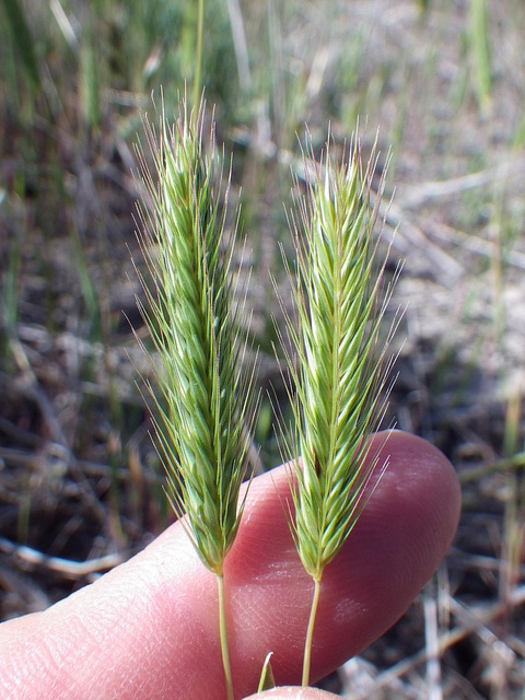 Hordeum pusillum