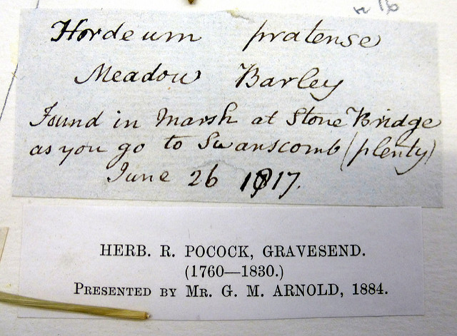 Orge faux seigle (Hordeum secalinum)