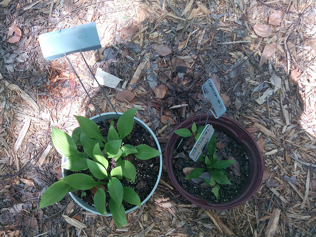 Hosta clausa (Hosta clausa)