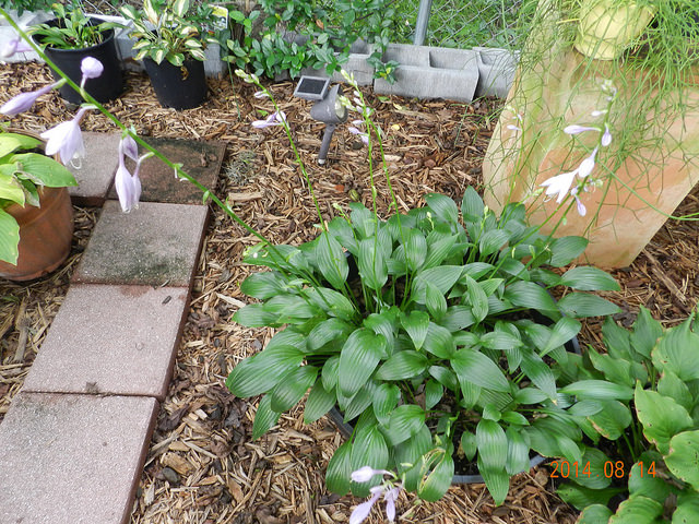 Hosta lancifolia