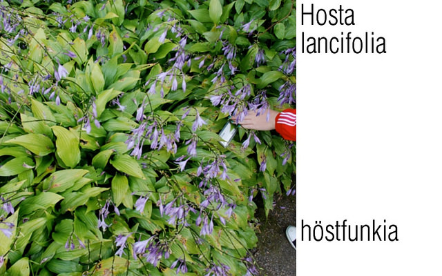 Hosta lancifolia