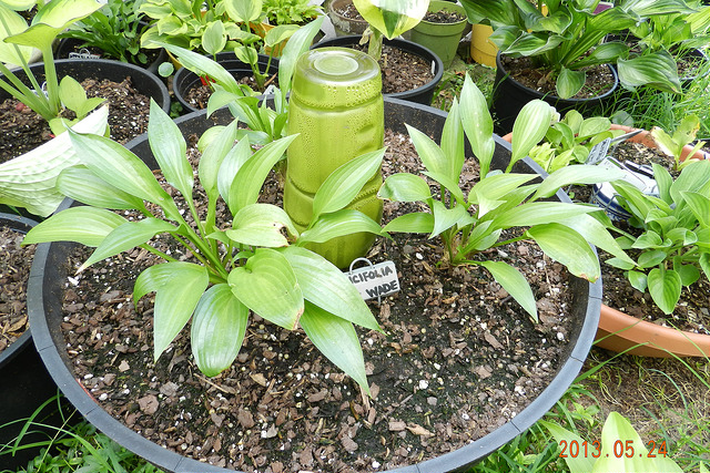Hosta lancifolia