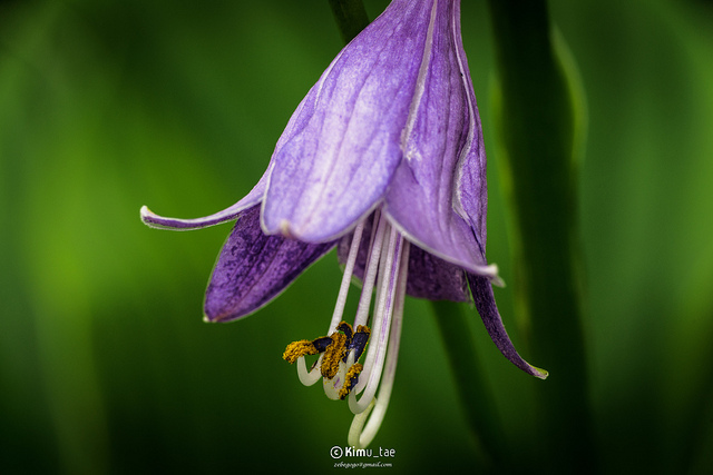 Hosta longipes