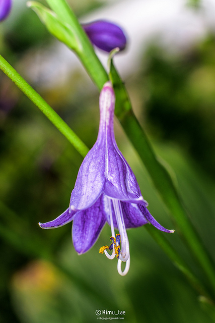 Hosta longipes