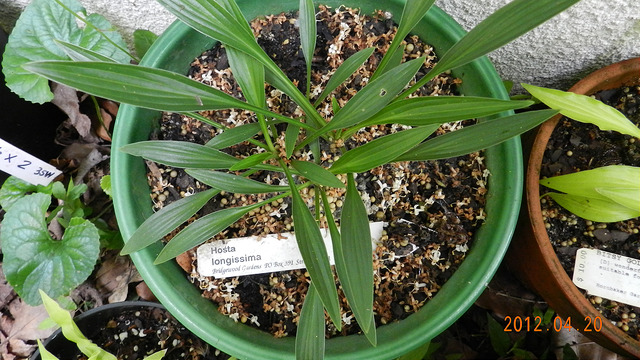 Hosta longissima