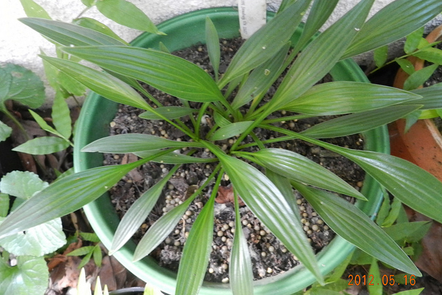 Hosta longissima