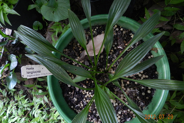 Hosta longissima