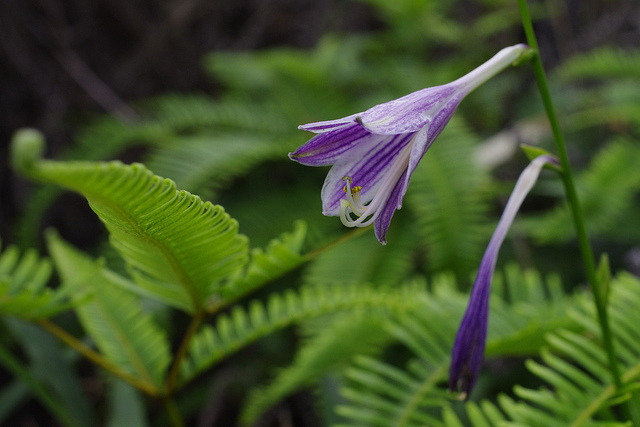 Hosta longissima (Hosta longissima)