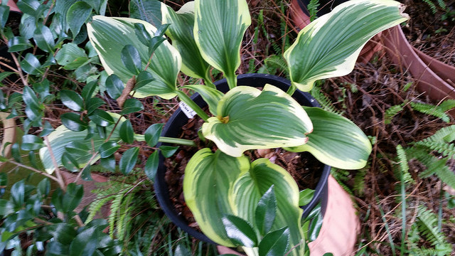 Hosta montana
