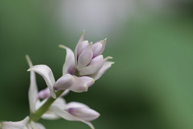 Hosta montana (Hosta montana)