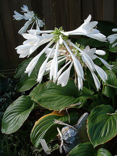 Hosta plantaginea