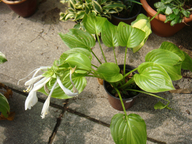 Hosta plantaginea