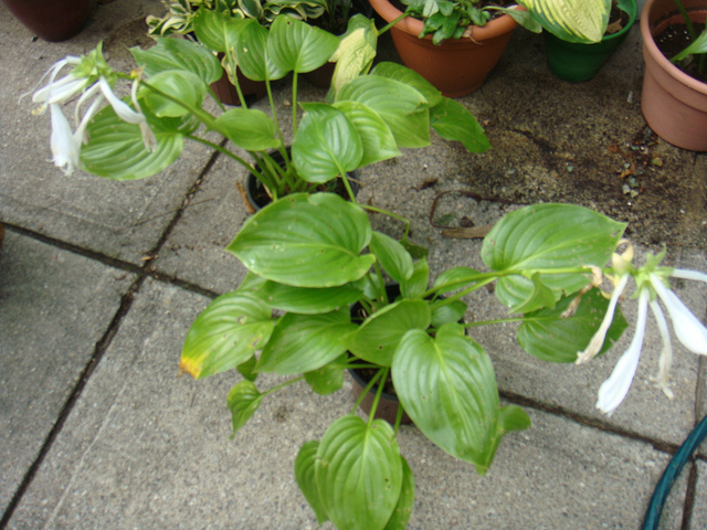 Hosta plantaginea