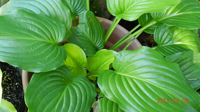 Hosta plantaginea