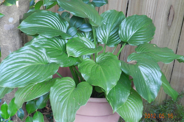 Hosta plantaginea