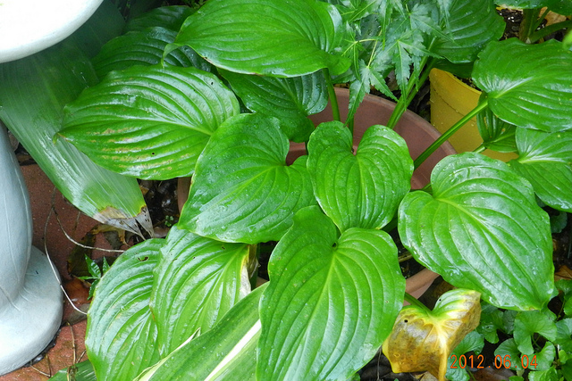 Hosta plantaginea (Hosta plantaginea)