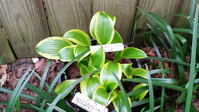 Hosta rectifolia