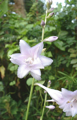 Hosta rectifolia