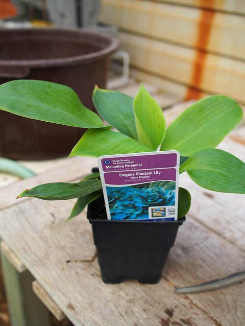 Hosta de siebold (Hosta sieboldiana)