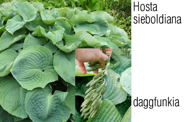 Hosta de siebold