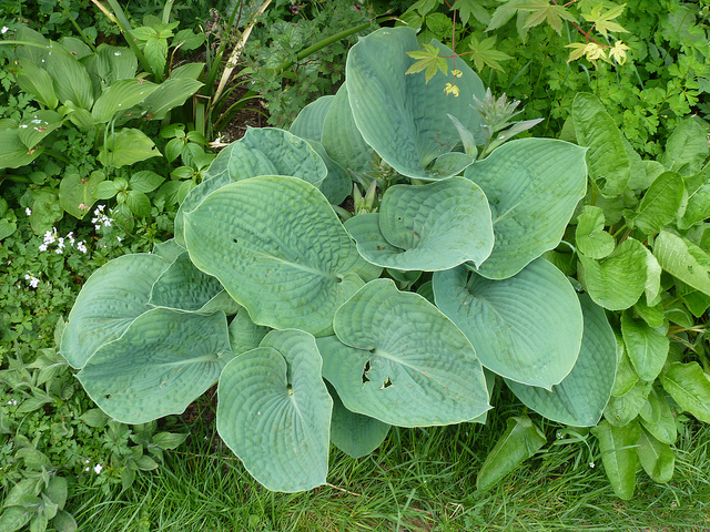 Hosta de siebold