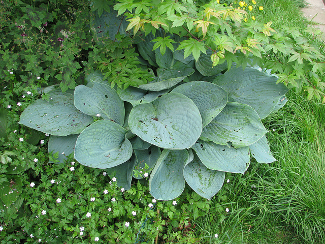 Hosta de siebold