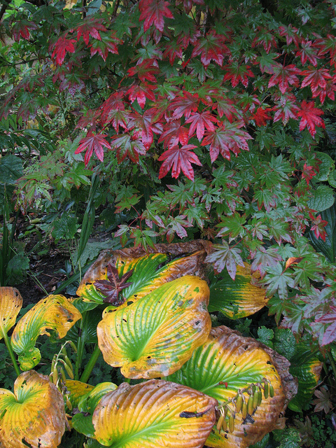Hosta de siebold