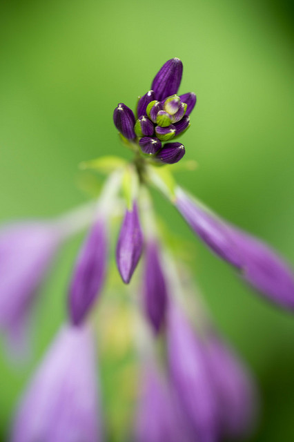 Hosta sieboldii