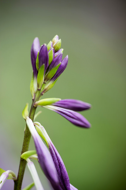 Hosta sieboldii