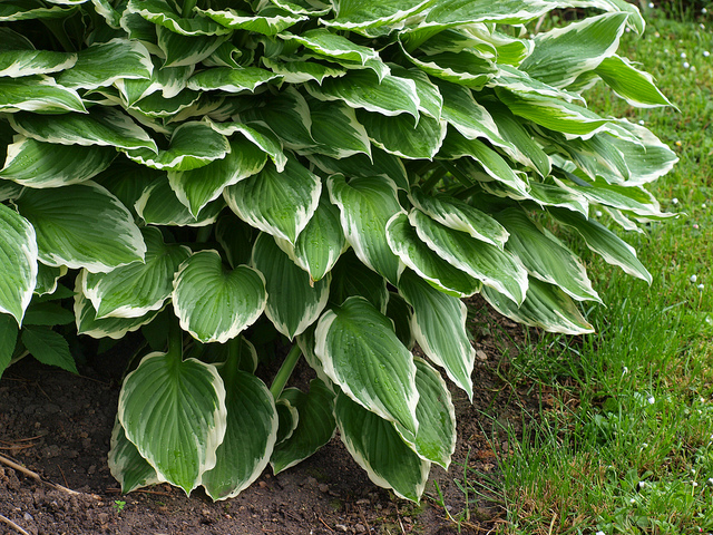Hosta sieboldii